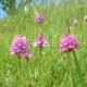 clover