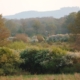 knepp
