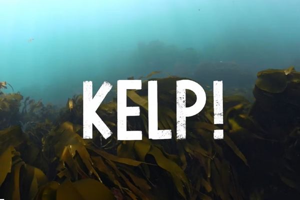kelp