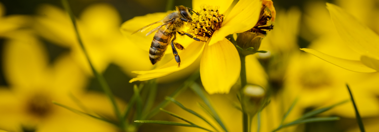Closeup shot of a bee pollinating a yellow flower