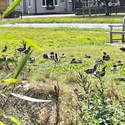 Ducks on a sunny day enjoying the grass aroun a pond