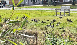 Ducks on a sunny day enjoying the grass aroun a pond
