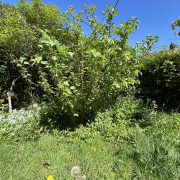 LUnmown garden with long grass, shrubs and wild garlic in bloom under a clear blue sky in Sussex during No Mow May