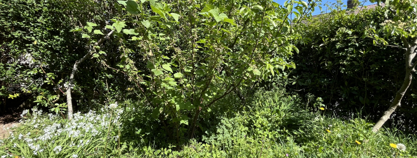 LUnmown garden with long grass, shrubs and wild garlic in bloom under a clear blue sky in Sussex during No Mow May