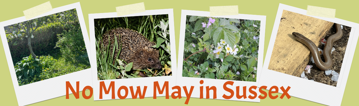 Unmown grass and wildflowers in a Sussex garden supporting slowworms and hedgehogs as part of No Mow May.