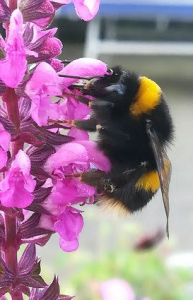 Bumblebee collecting nectar from a pink flower in a Sussex garden during No Mow May.