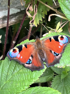 Peacock butterfly with open wings on a nettle plant in a Sussex wild patch.