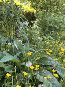 Comfrey and Buttercups - No Mow May Sussex