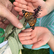 Butterfly in Childs hands