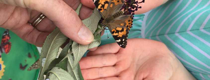 Butterfly in Childs hands
