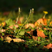 Dead leaves protect new growth