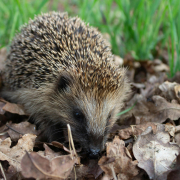 Hedgehogs find shelter and food in dead leaves