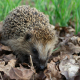 Hedgehogs find shelter and food in dead leaves