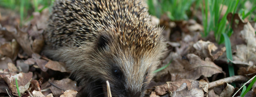 Hedgehogs find shelter and food in dead leaves
