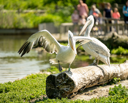 two pelicans walking on log