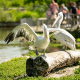 two pelicans walking on log