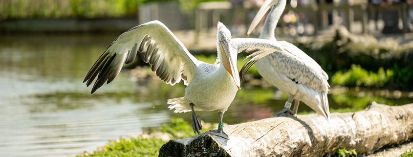 two pelicans walking on log