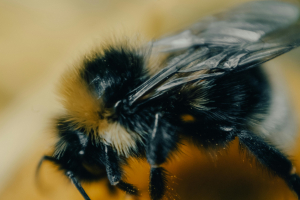 Queen bumblebees dig holes in the soil to hibernate