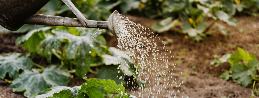 Save rain water to use in your garden