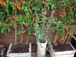 Grow your own veggies