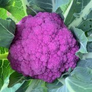 Purple Cauliflower
