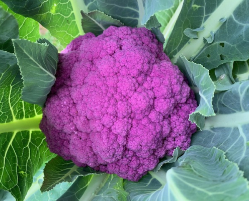 Purple Cauliflower