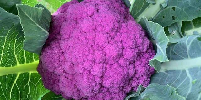 Purple Cauliflower