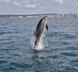 Dolphin sighted off Hove