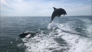 Bottlenose Dolphin spotted one mile out of Brighton