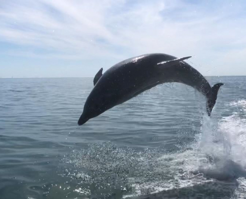 Dolphin spotted one mile out of Brighton