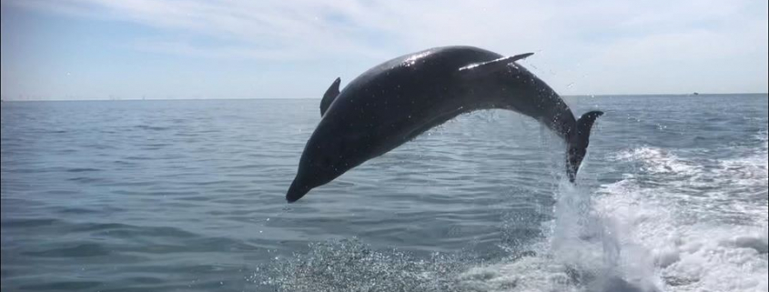 Dolphin spotted one mile out of Brighton