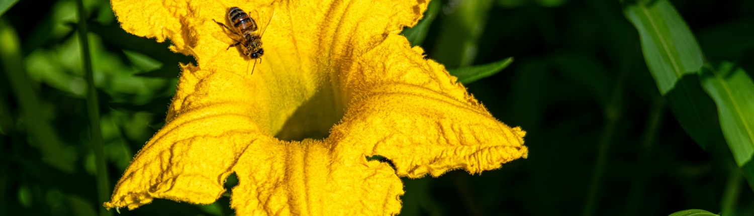 Bee on Pumpkin Flower