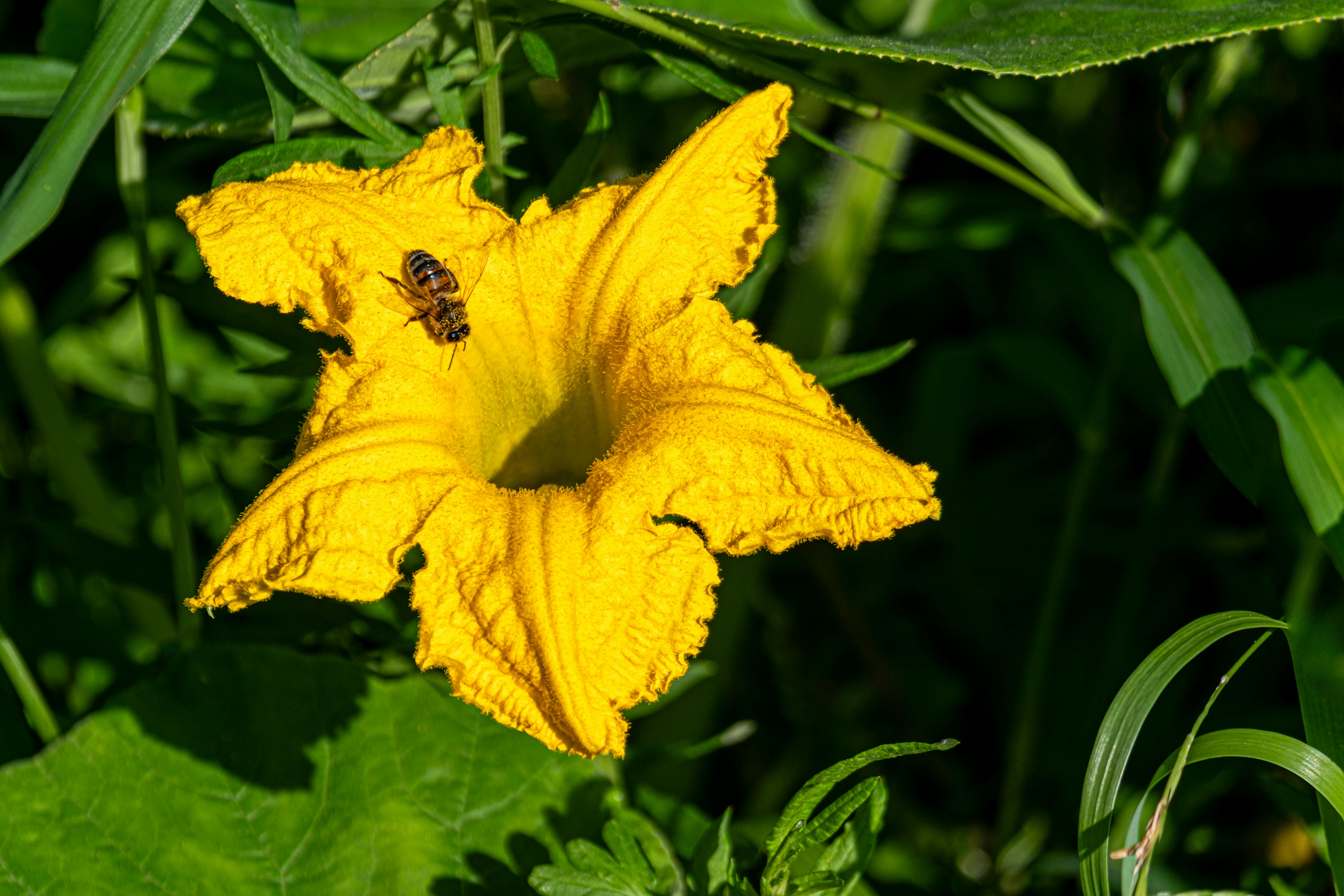 Bee on Pumpkin Flower