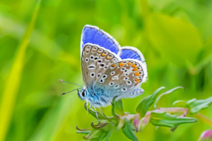 Common Blue