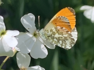 Orange tip on lady's smock